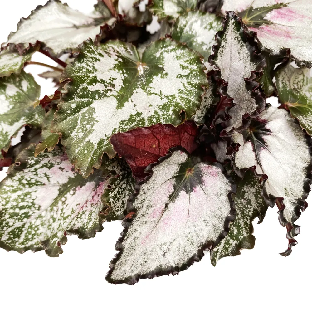 Begonia Magic Colours 'Coco' D8