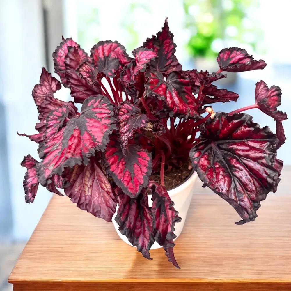 Begonia Magic Colours 'Etna'