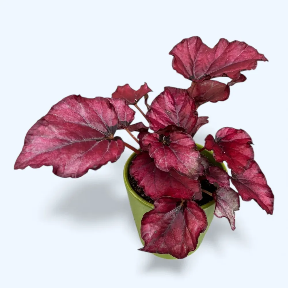 Begonia Magic Colours ‘Red Bull’ D8