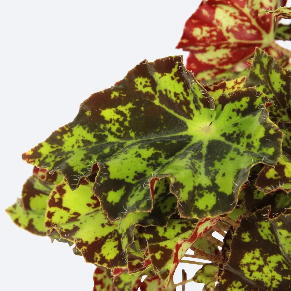 Begonia 'Magic Colours Rondeau'