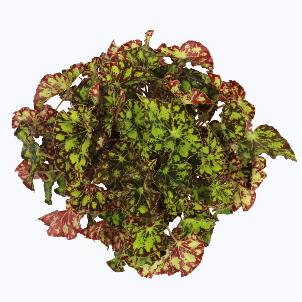 Begonia 'Magic Colours Rondeau'