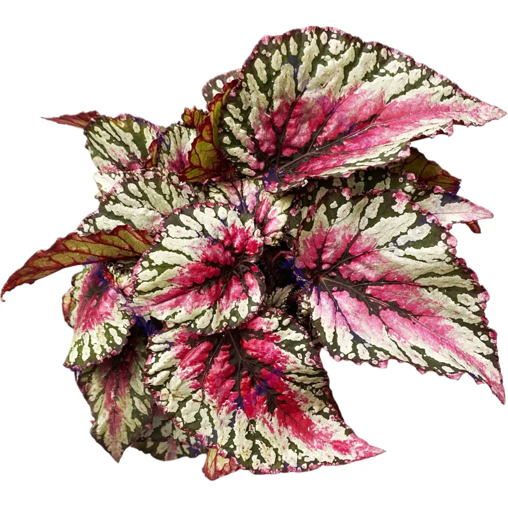Begonia Magic Colours 'Salsa'