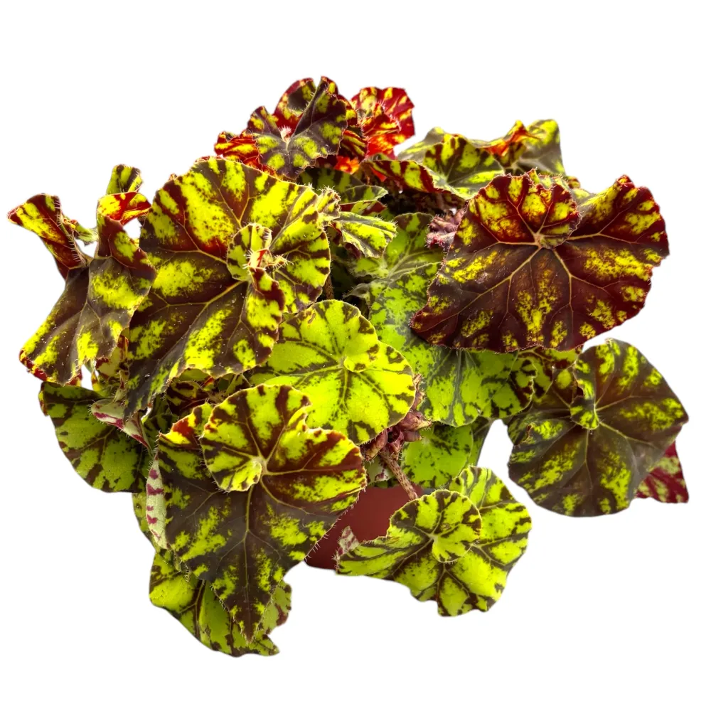 Begonia Magic Colours 'Zumba'