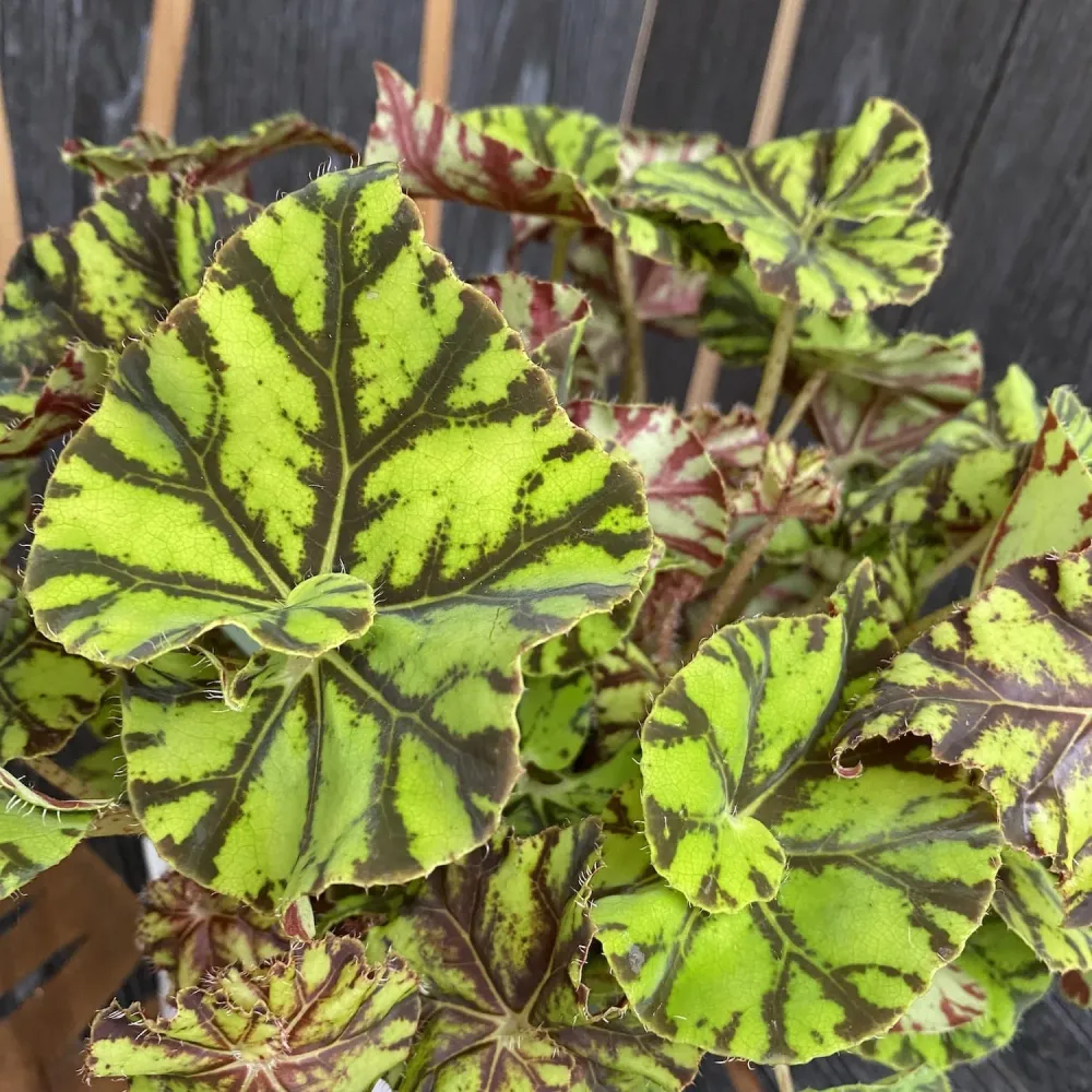 Begonia Magic Colours 'Zumba'
