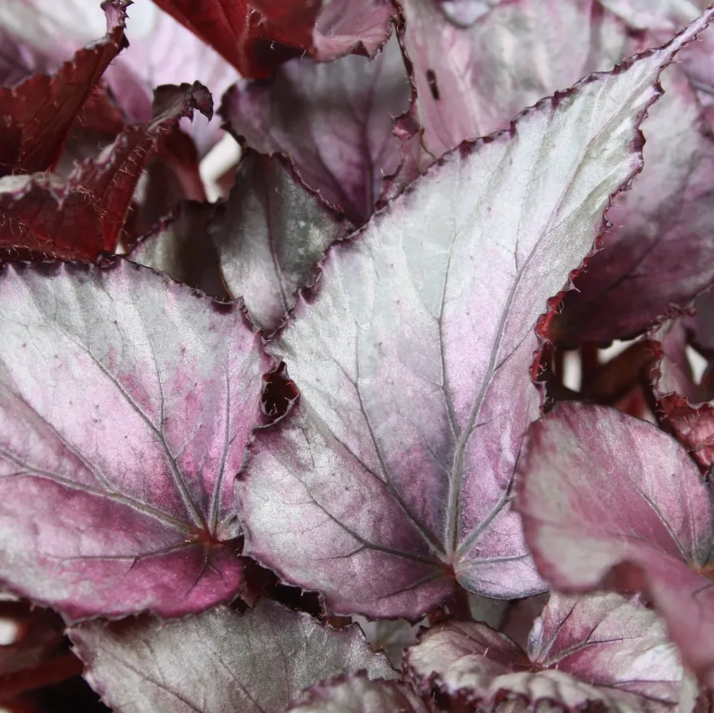 Begonia 'Maori Haze'