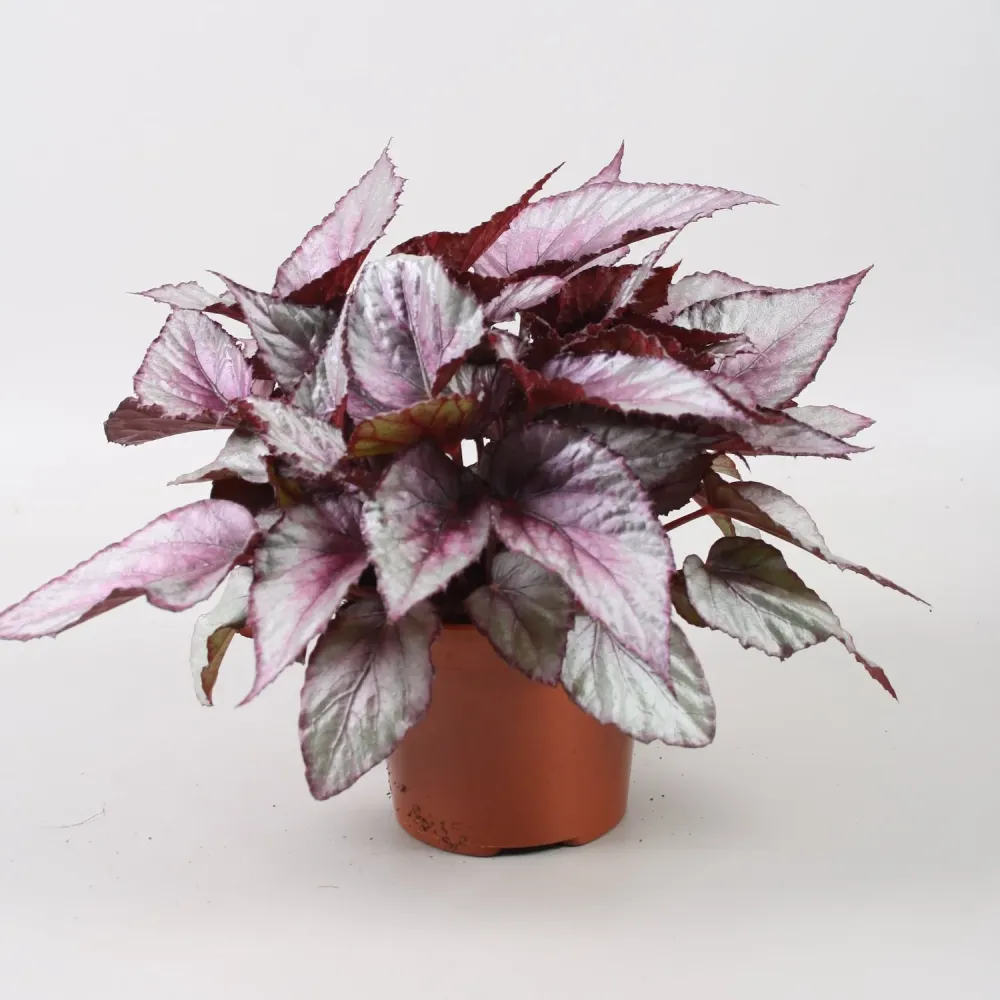 Begonia 'Maori Haze'