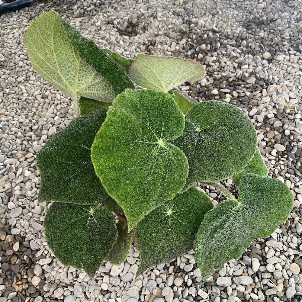 Begonia masoniana Jungle XL
