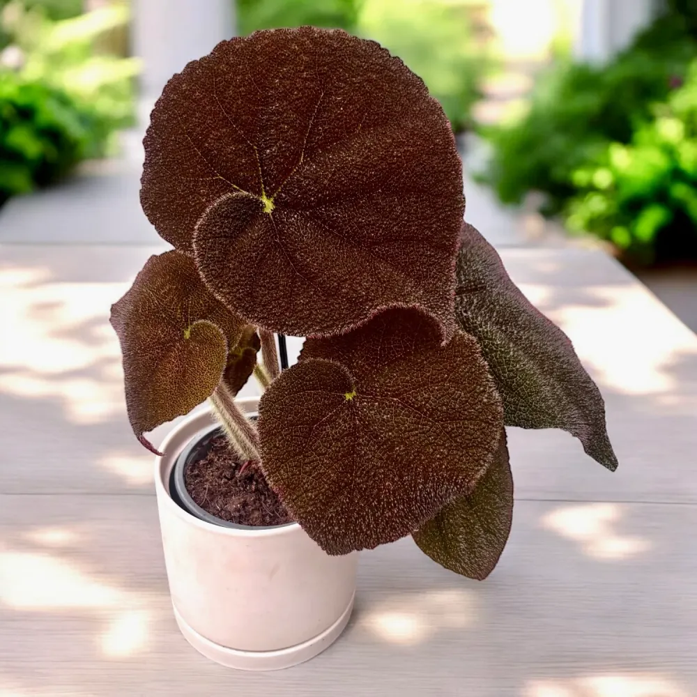 Begonia masoniana ‘River’ - frunze XL, textura reliefata spectaculoasa