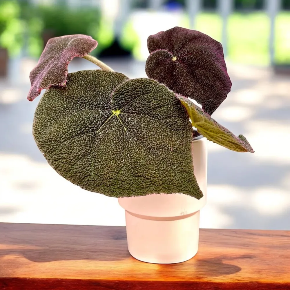 Begonia masoniana ‘River’ - frunze XL, textura reliefata spectaculoasa