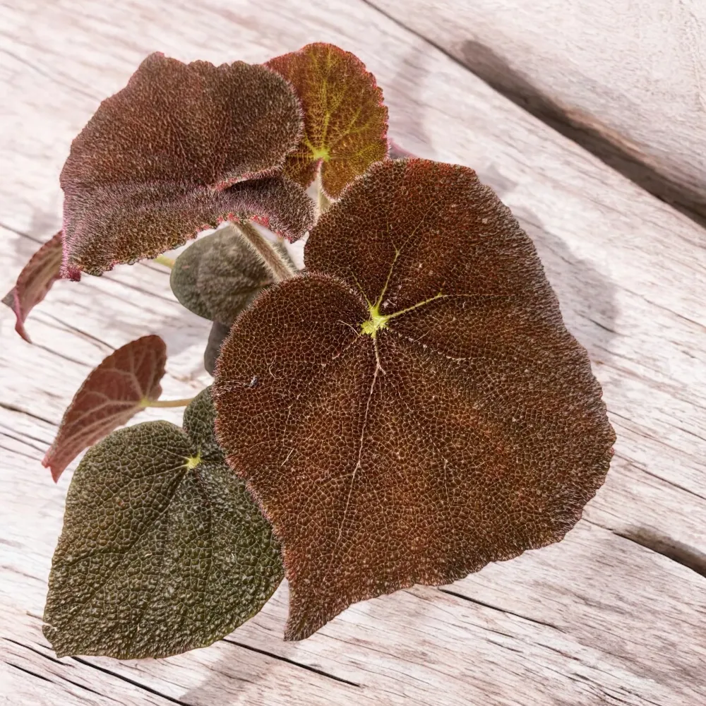 Begonia masoniana ‘River’ - frunze XL, textura reliefata spectaculoasa