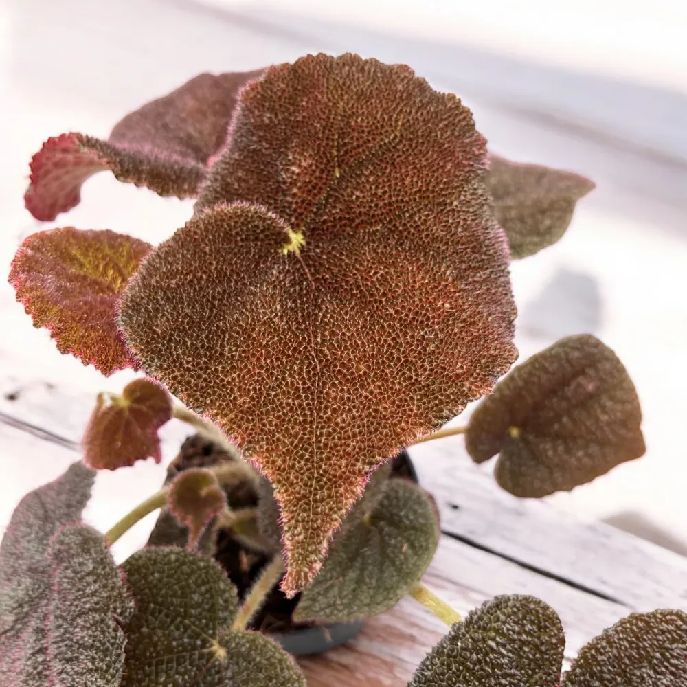 Begonia masoniana ‘River’ - frunze XL, textura reliefata spectaculoasa