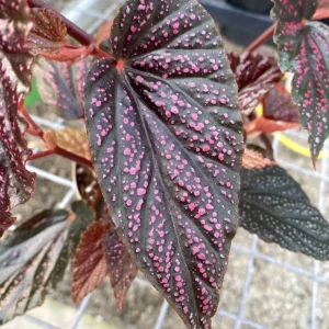Begonia 'Polka Dot Pink'