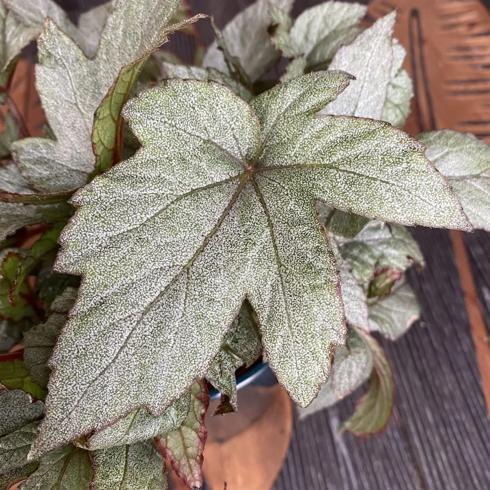 Begonia 'Pollux'