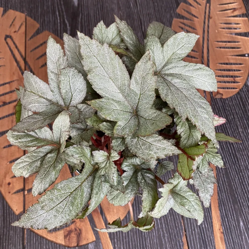 Begonia 'Pollux'