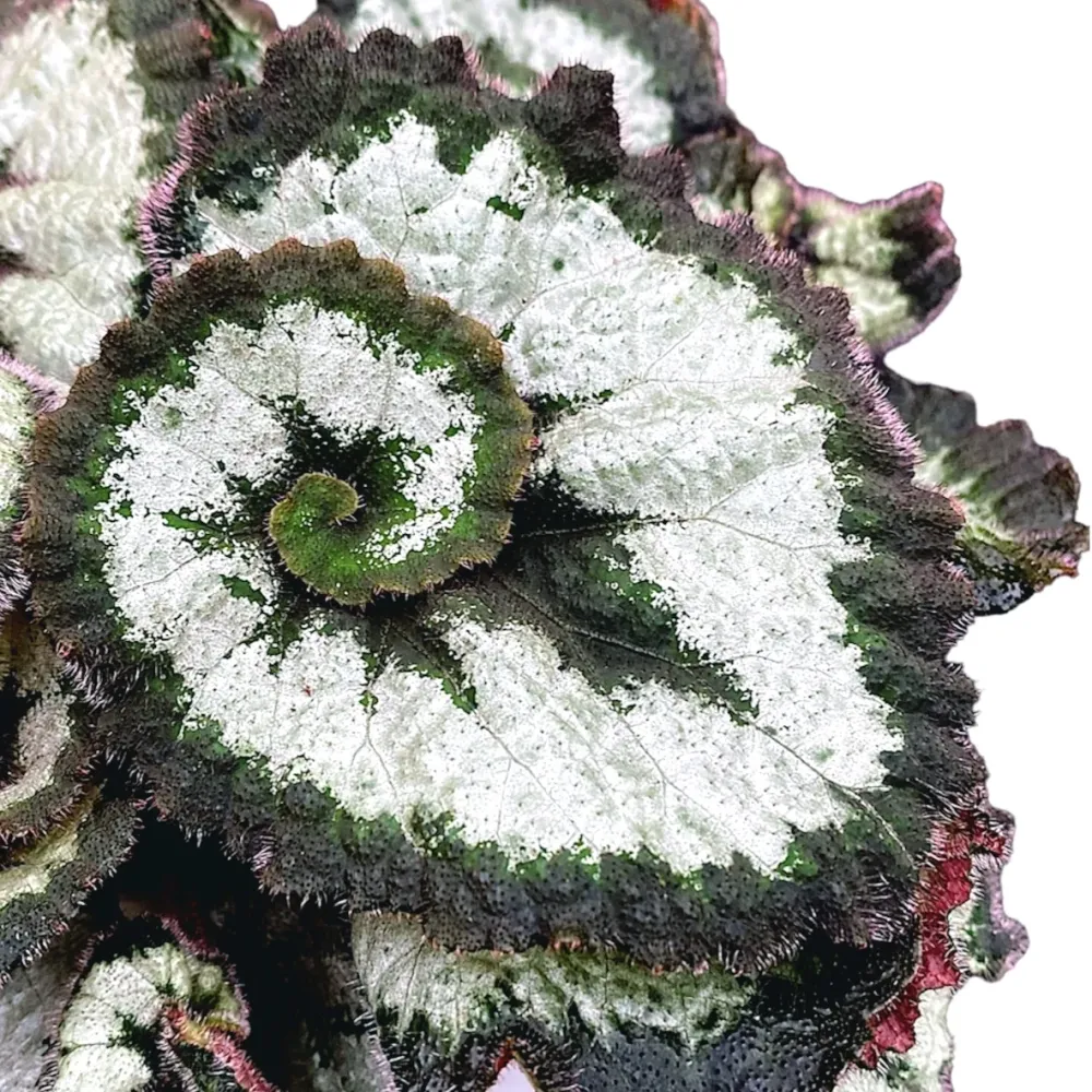 Begonia 'Princess Hanover'