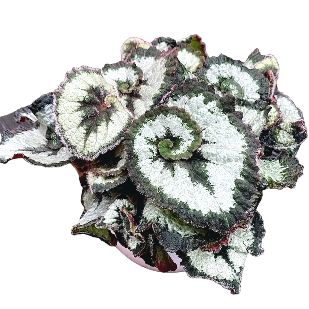 Begonia 'Princess Hanover'