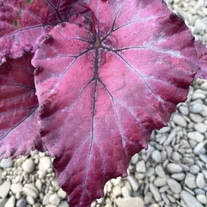 Begonia Red Dwarf