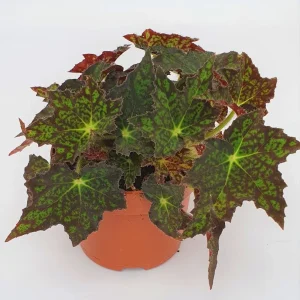 Begonia rex