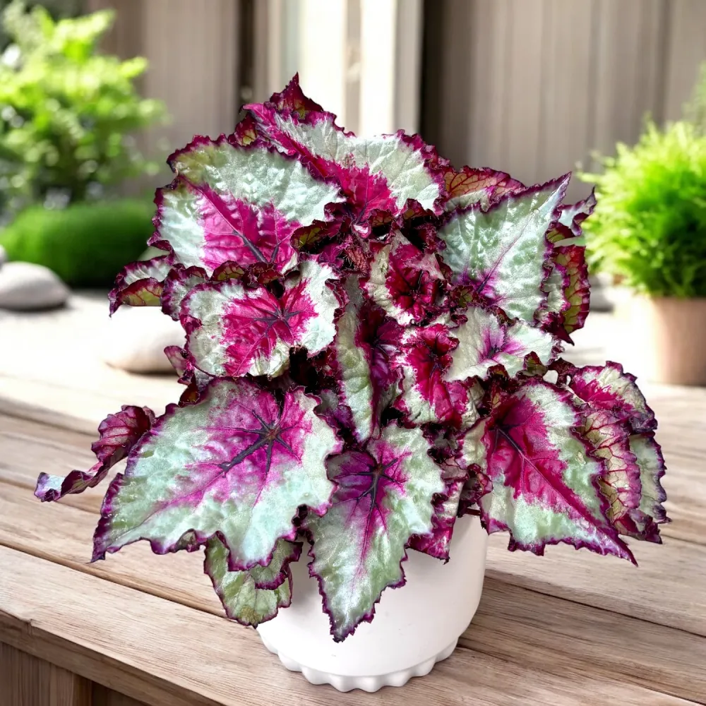 Begonia Rex ‘Caribbean Night’