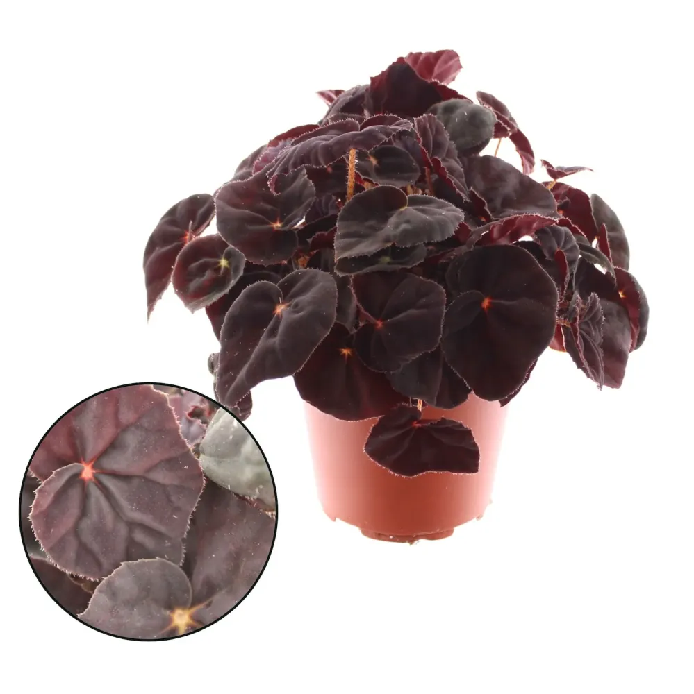 Begonia rex Conga