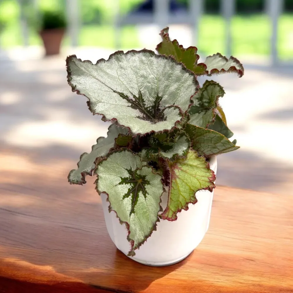 Begonia rex ‘Escargot’ (babyplant)