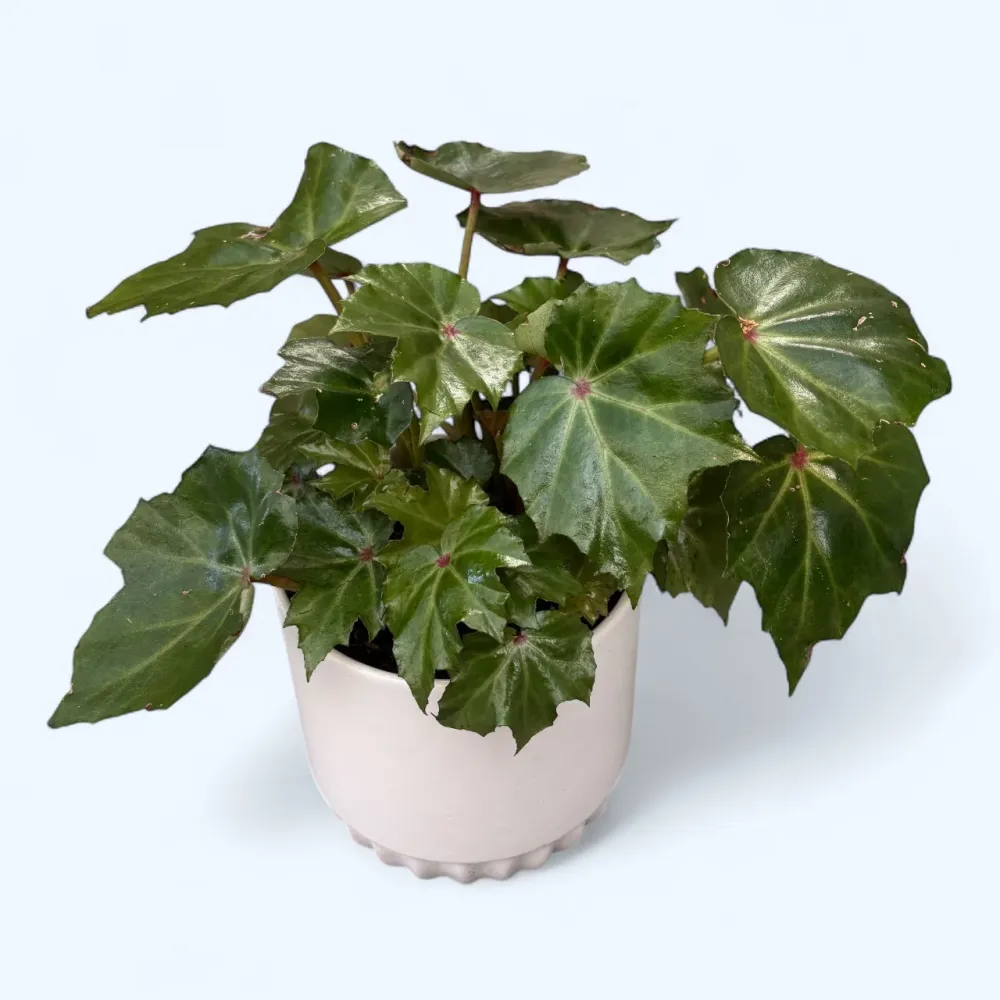 Begonia rex Rubi Verde