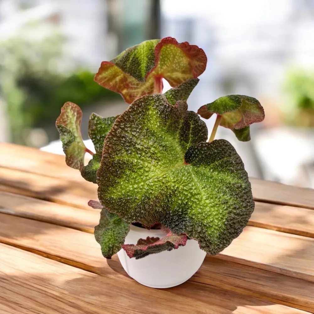 Begonia rex 'Soli Mutata' (Sun-Changing Begonia)