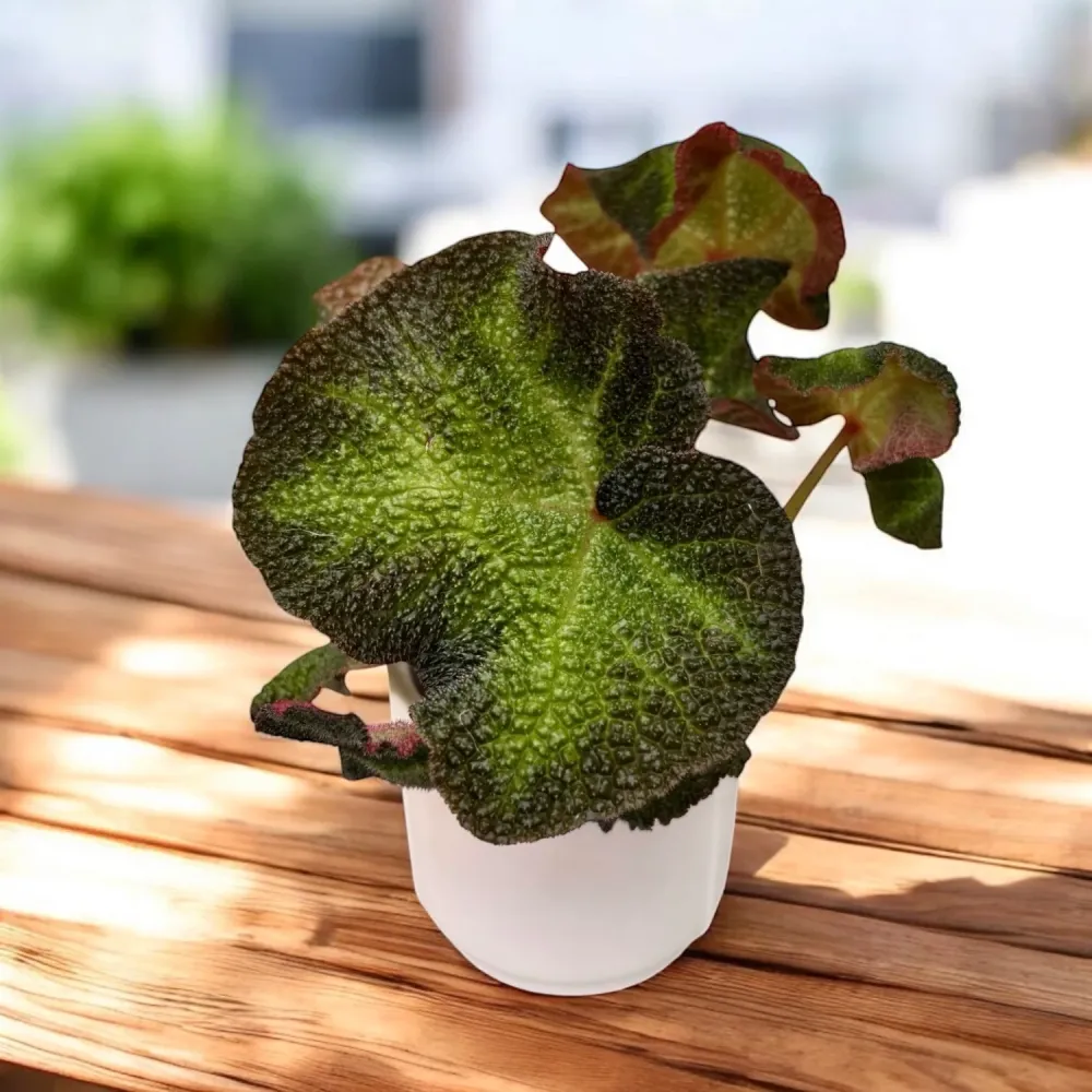 Begonia rex 'Soli Mutata' (Sun-Changing Begonia)