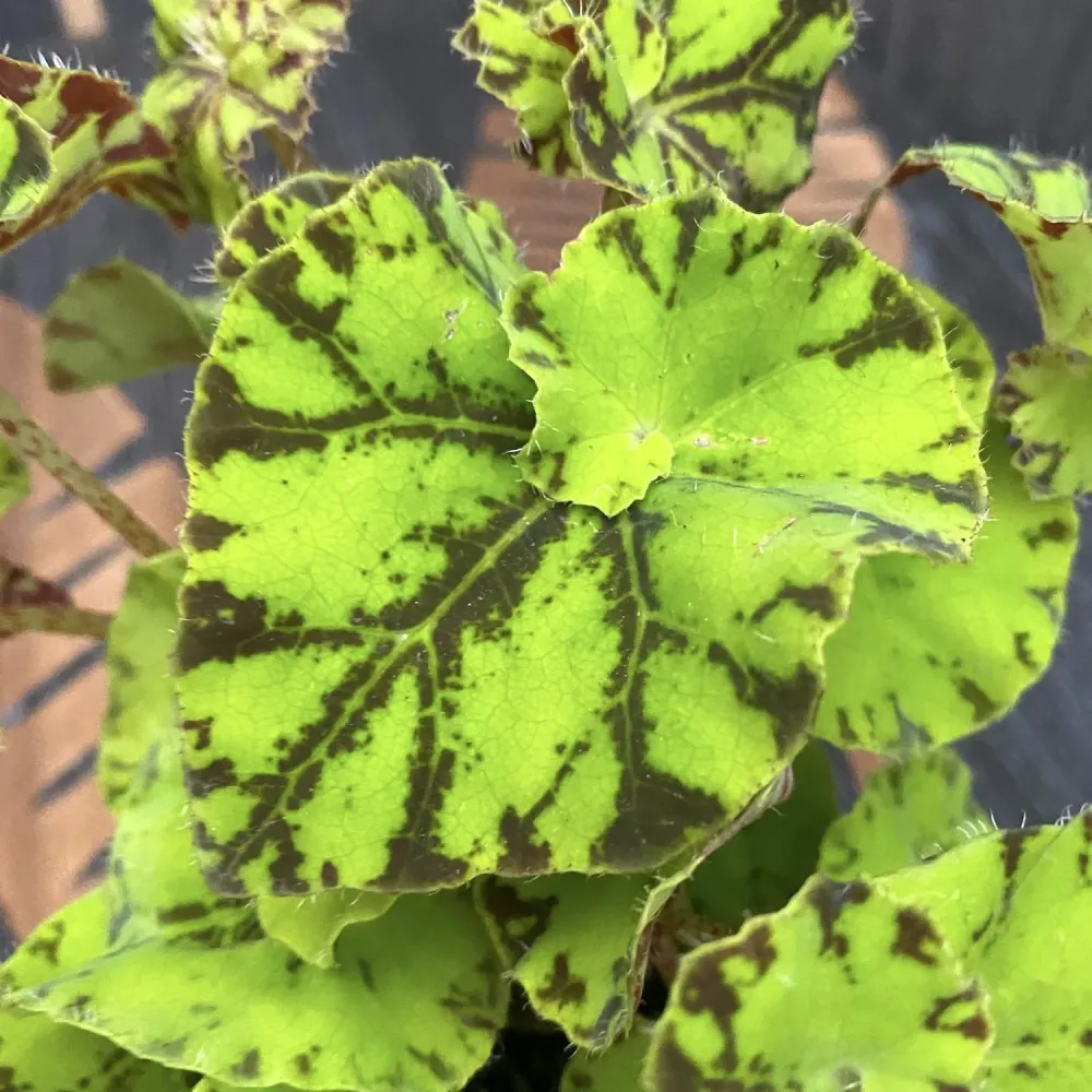 Begonia rex 'Zumba'