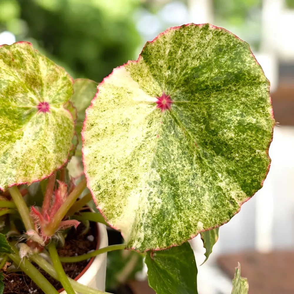 Begonia ‘Rouge Variegated’ - varietate spectaculoasa cu frunzis catifelat