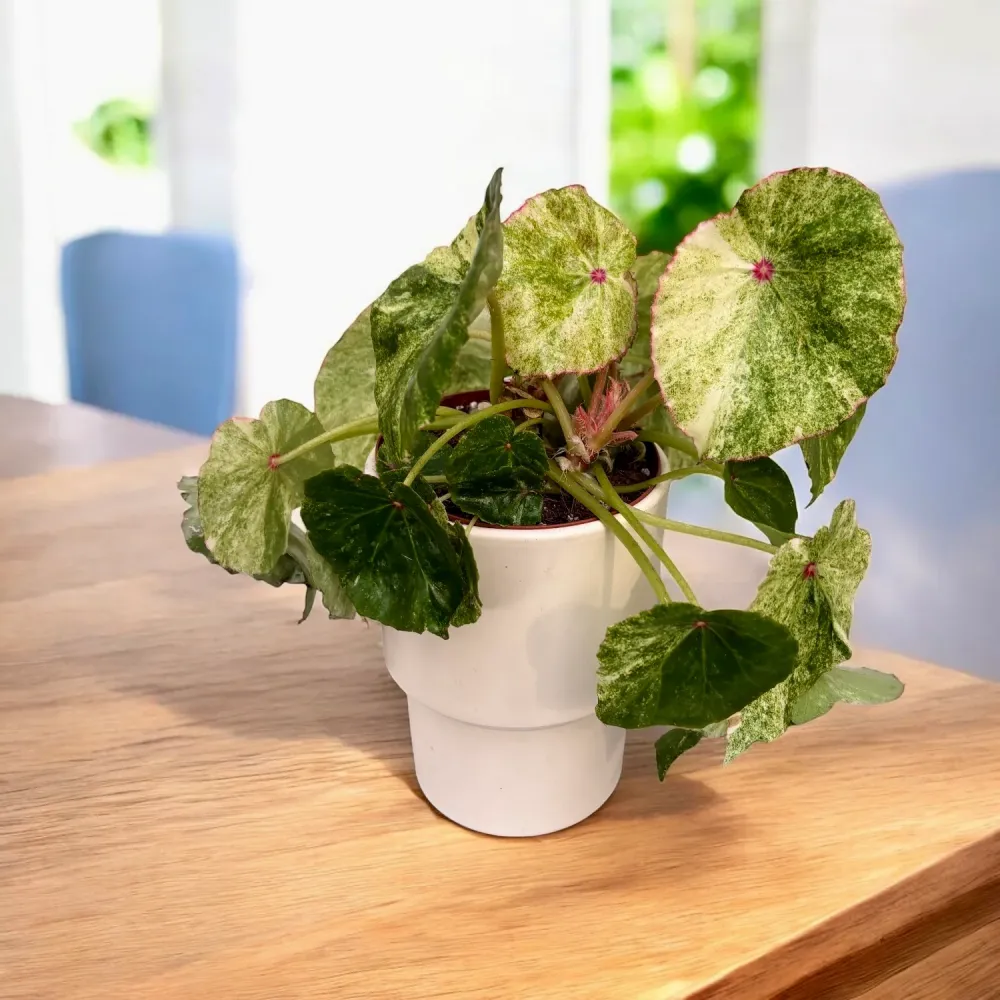 Begonia ‘Rouge Variegated’ - varietate spectaculoasa cu frunzis catifelat