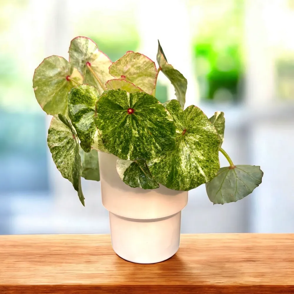 Begonia ‘Rouge Variegated’ - varietate spectaculoasa cu frunzis catifelat
