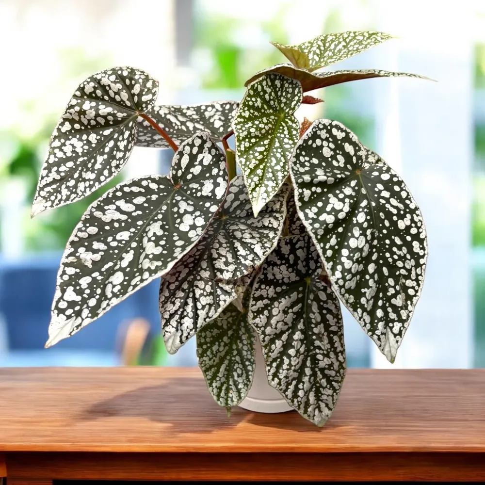 Begonia 'Snow Capped' - frunze argintii spectaculoase
