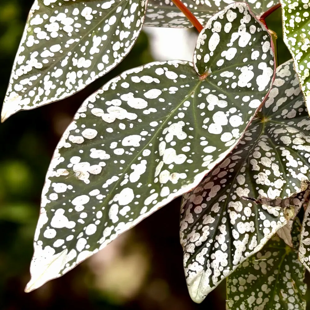 Begonia 'Snow Capped' - frunze argintii spectaculoase