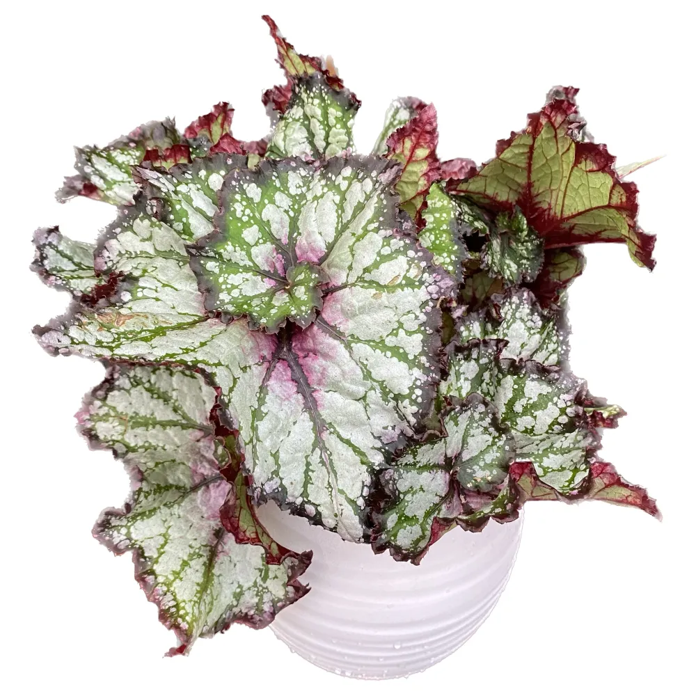 Begonia 'Spark'