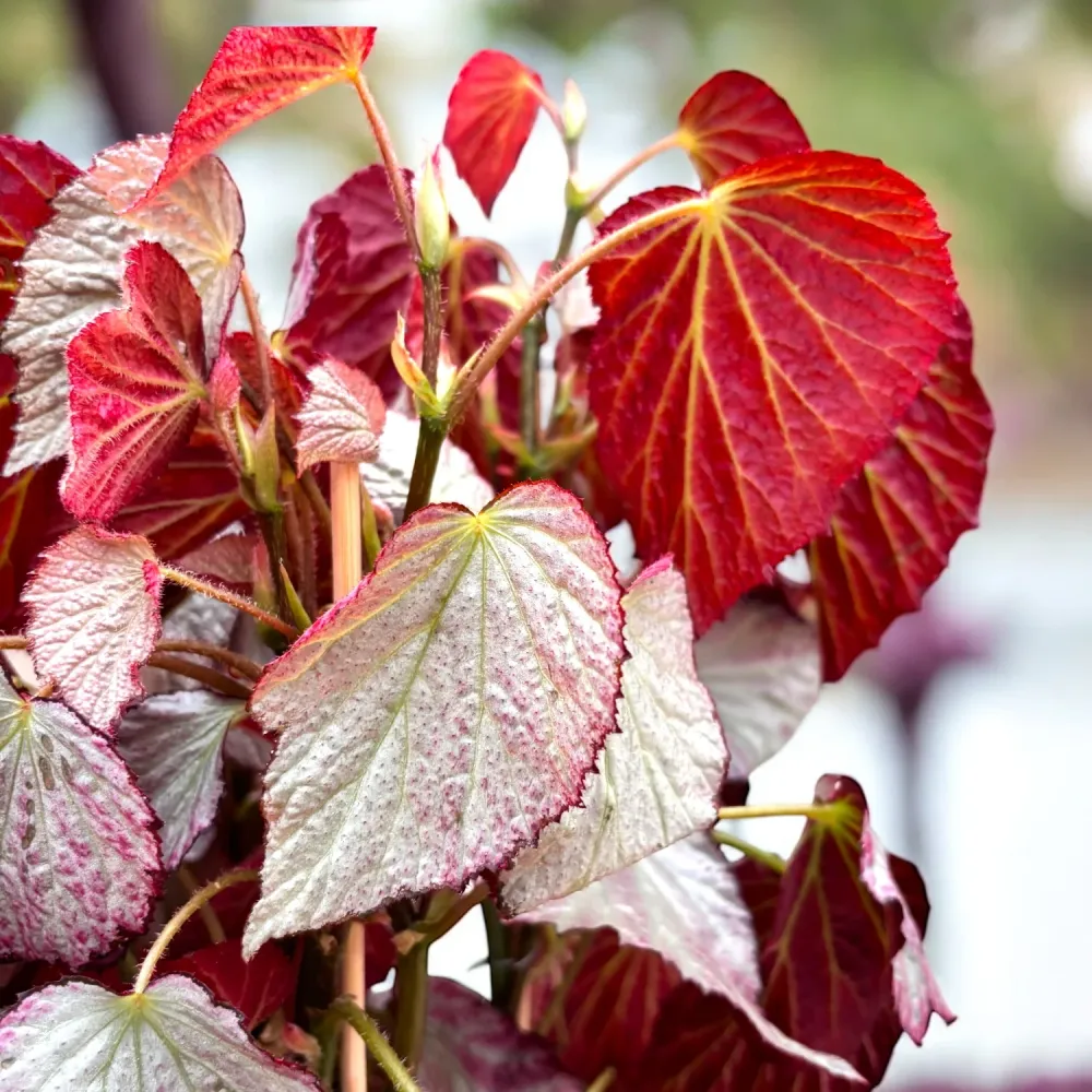 Begonia ‘Two Face’ – varietate de colectie cu frunzis bicolor spectaculos (2 plante/ghiveci)