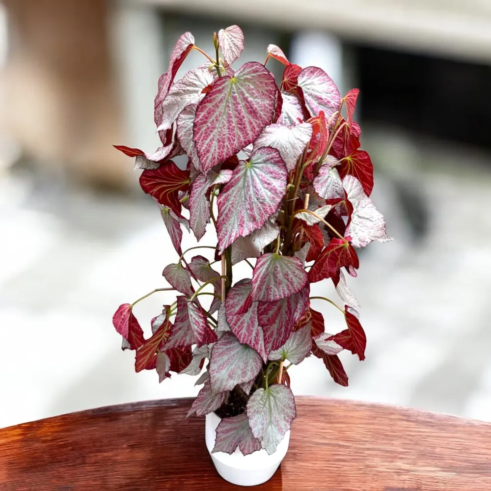 Begonia ‘Two Face’ – varietate de colectie cu frunzis bicolor spectaculos (2 plante/ghiveci)