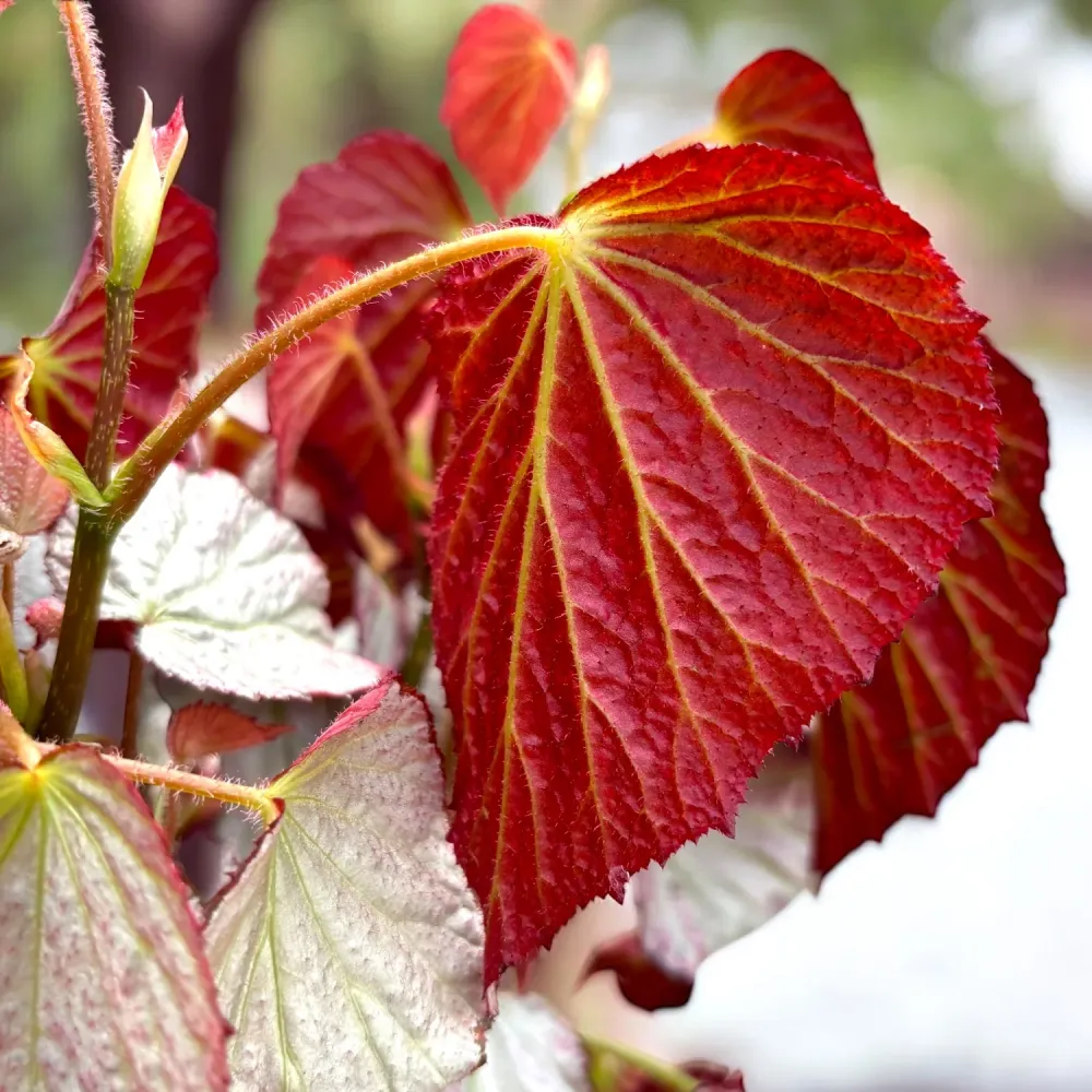 Begonia ‘Two Face’ – varietate de colectie cu frunzis bicolor spectaculos (2 plante/ghiveci)