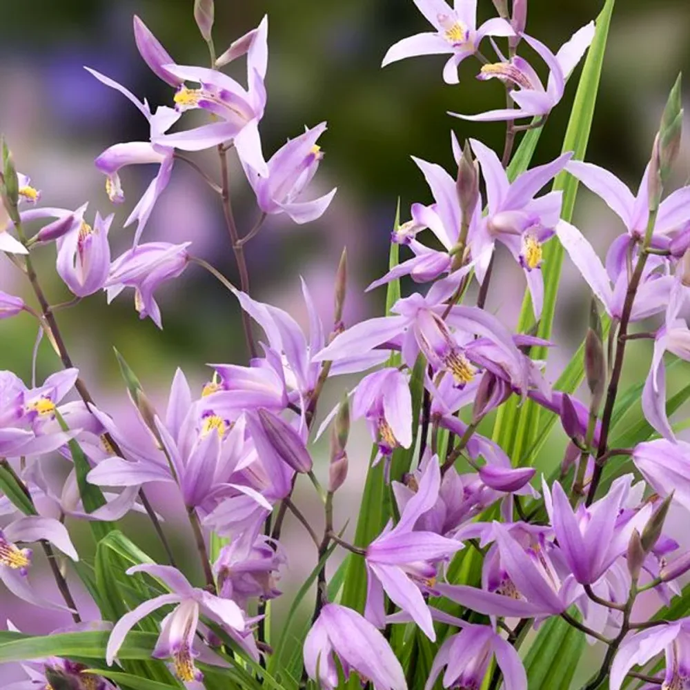 Bletilla Penway Paris - Orhidee de gradina