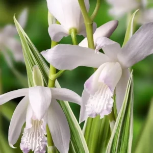 Bletilla striata 'Alba' (frunze variegate!) - Orhidee de gradina