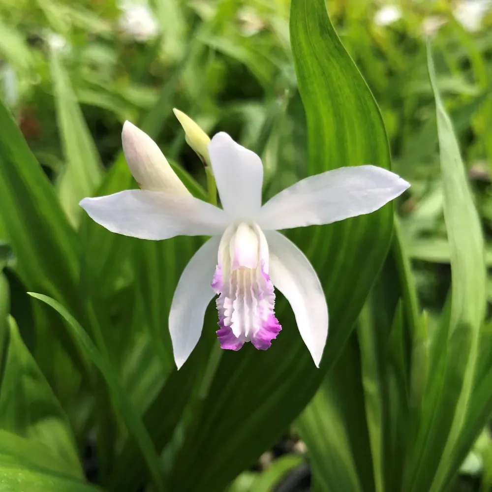 Bletilla striata 'Kuchibeni' - Orhidee de gradina