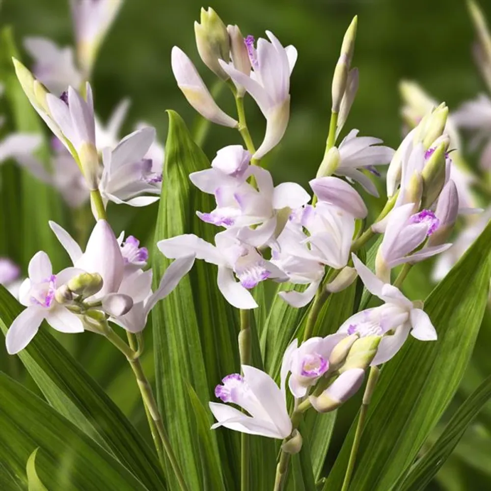 Bletilla striata 'Kuchibeni' - Orhidee de gradina