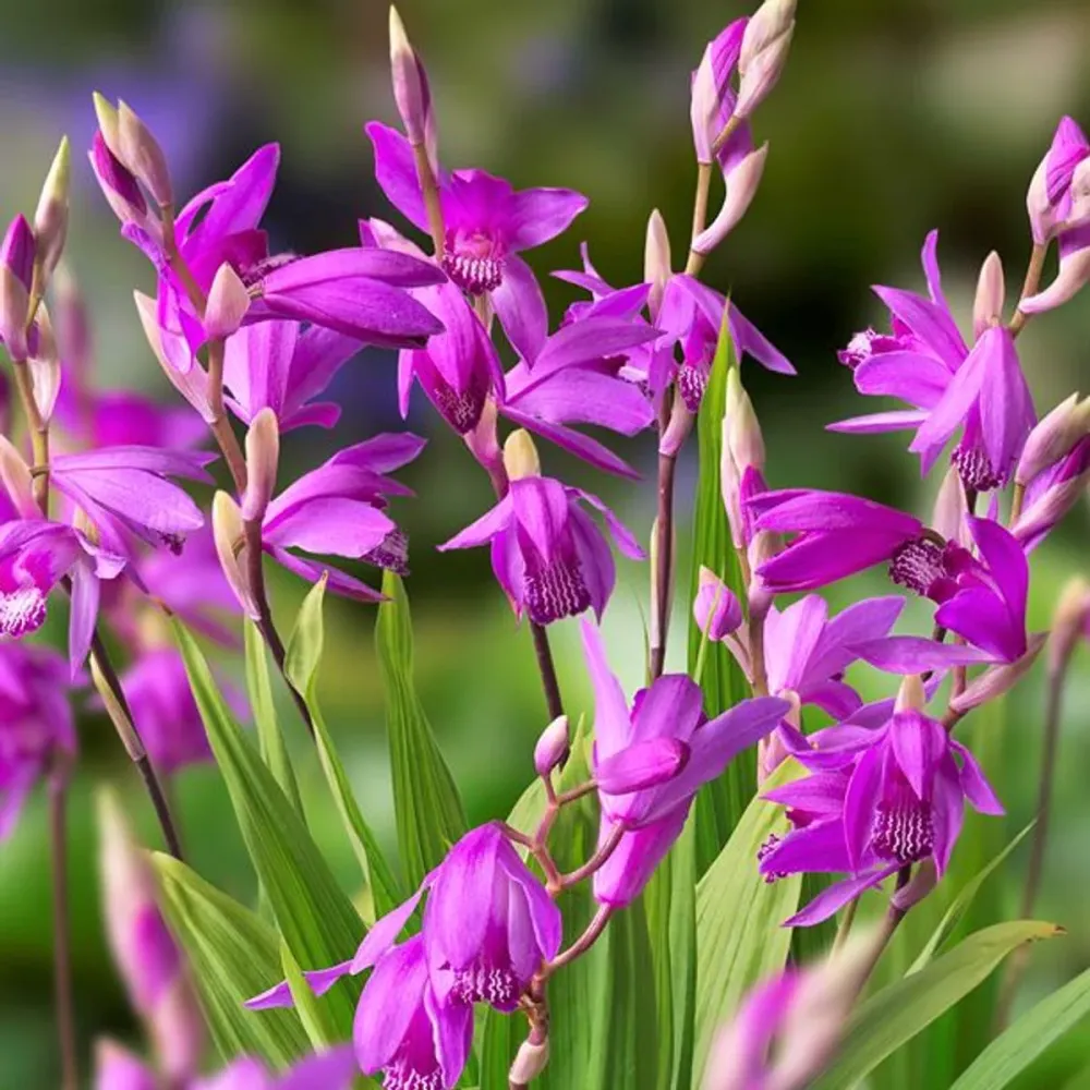 Bletilla striata 'Marcel Clapdorp' - Orhidee de gradina