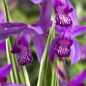 Bletilla striata 'Variegata' (purple) - Orhidee de gradina