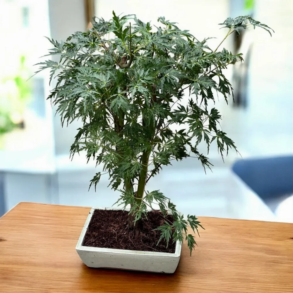 Bonsai Acer XL