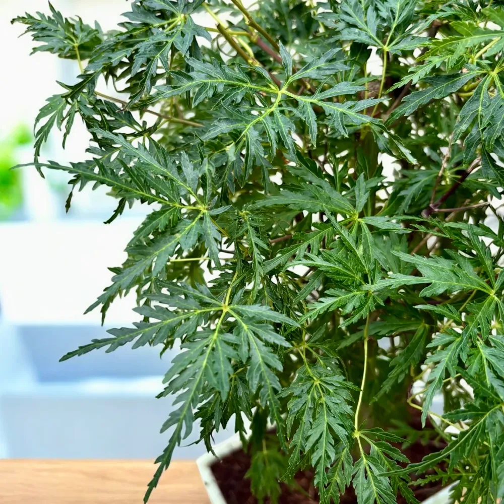 Bonsai Acer XL