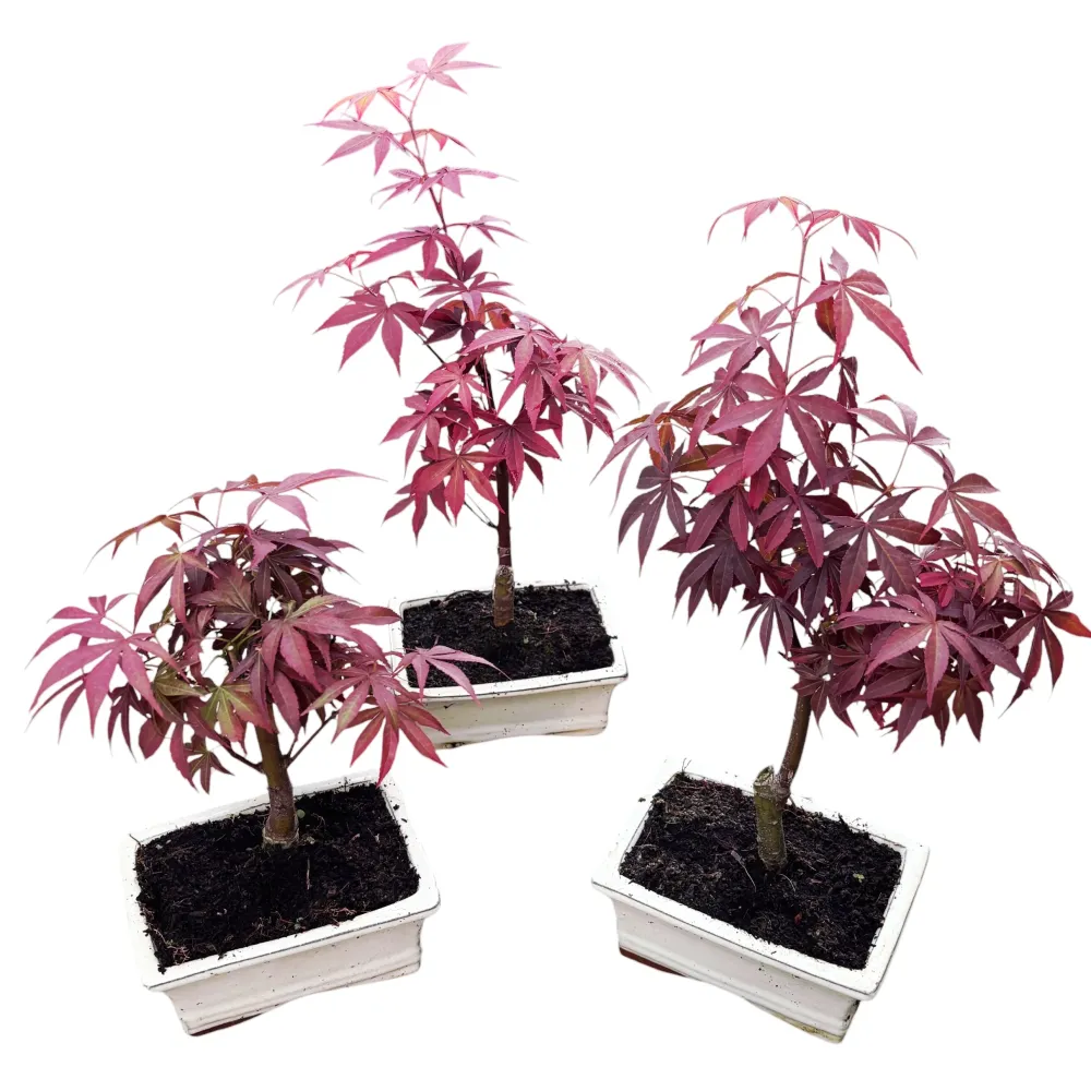 Bonsai Acer