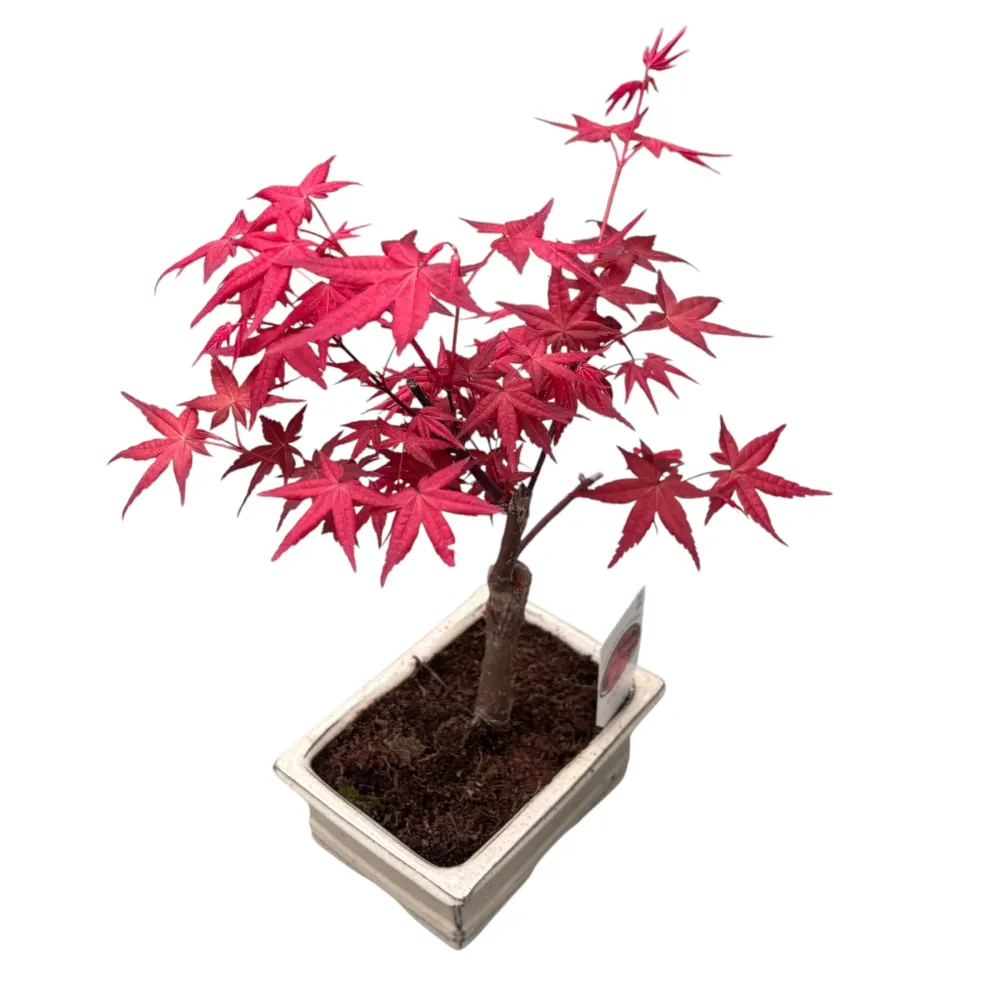 Bonsai Acer