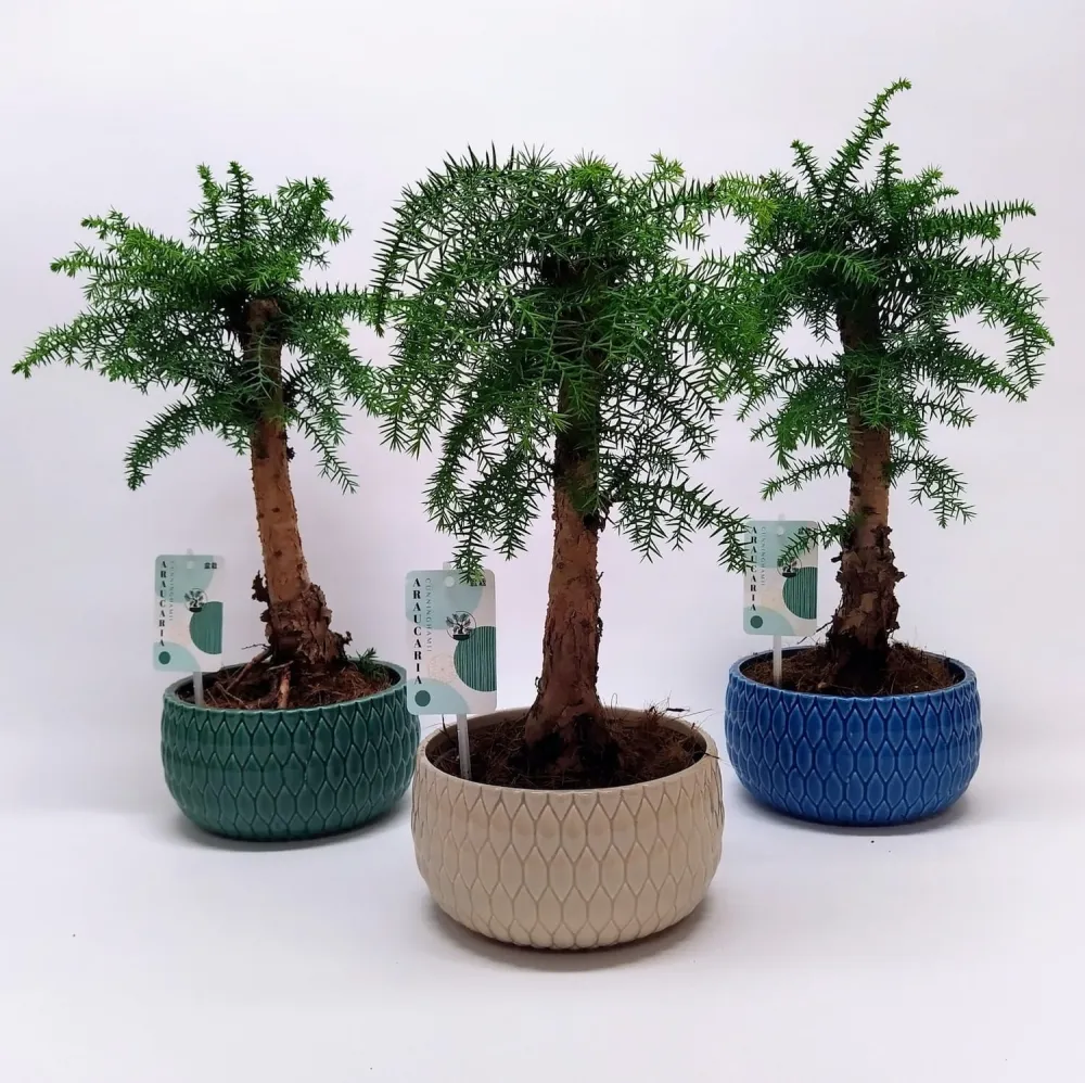 Bonsai Araucaria Cunninghamii (fara vas ceramic)