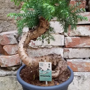 Bonsai Araucaria Cunninghamii H65cm